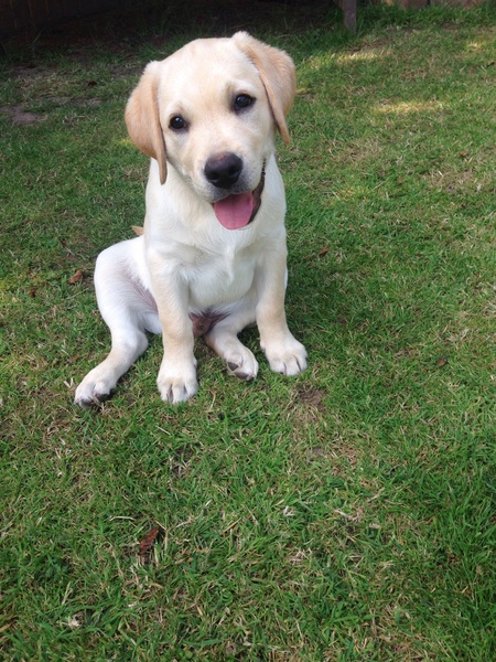 I'm getting a puppy!!