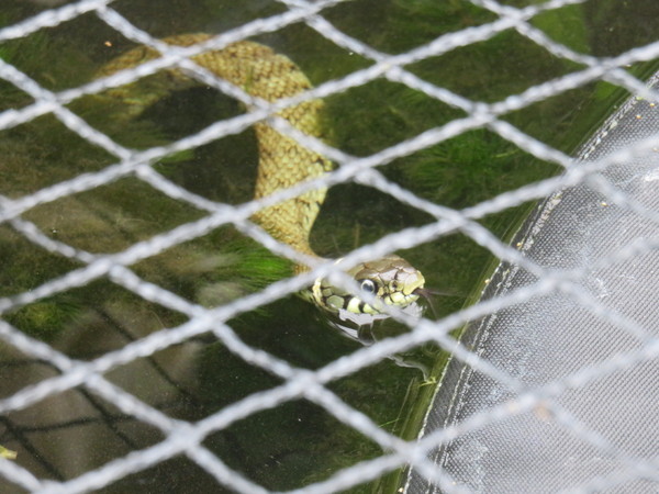 To ask you to look at the snake I found in the garden today? (title amended by MNHQ)