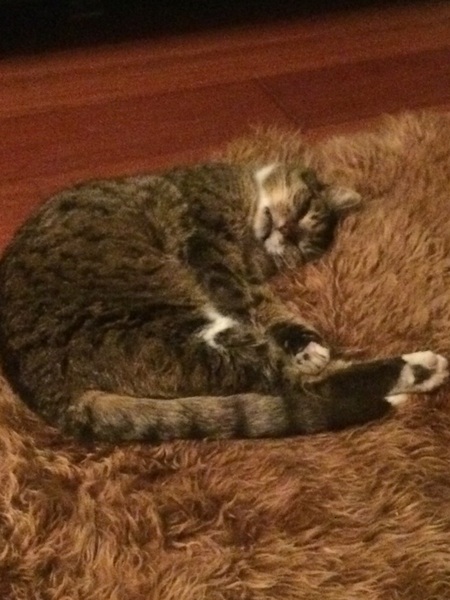 the paw - pictures