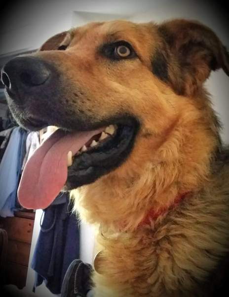 Does your dog attract attention?