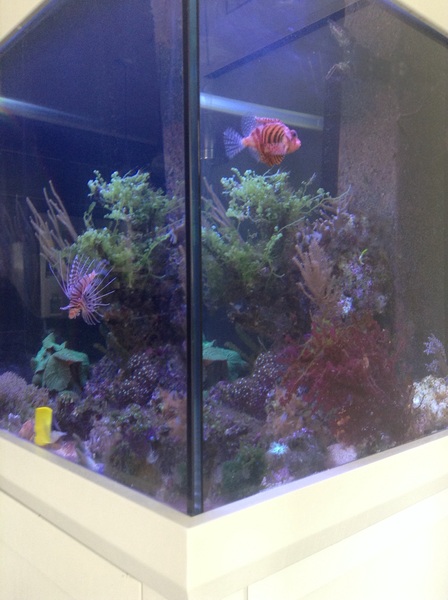 Anyone want to share aqaurium pics?