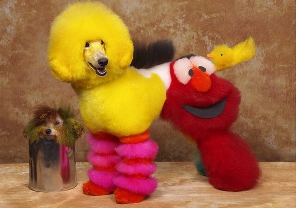 help with dog dye? I think we've been lied to
