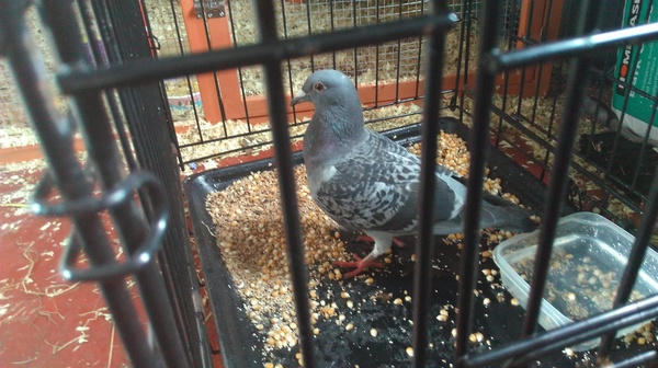 To think this pigeon should get in the damn cage