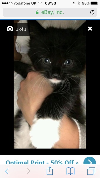 new kitten
