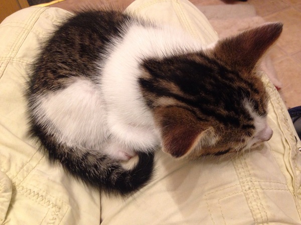 If cats had AIBU