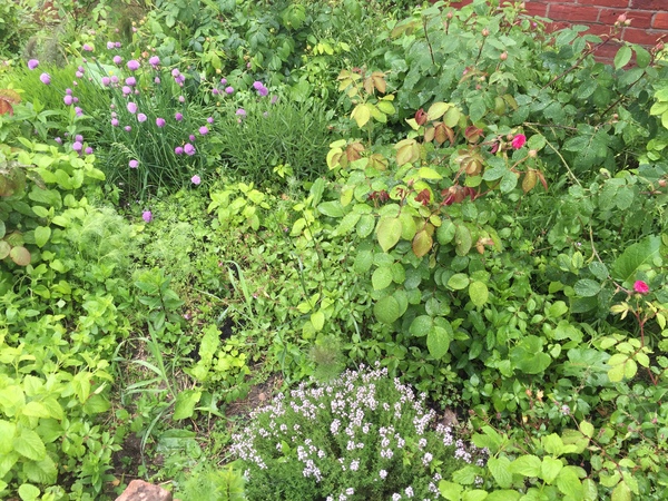 Fun ideas for creating a wildlife friendly garden