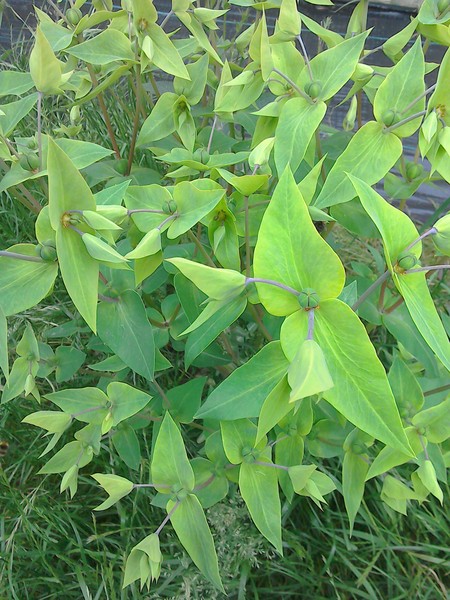 What is this growing in my wild patch?