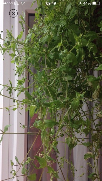 Green fingered types.....what's this?