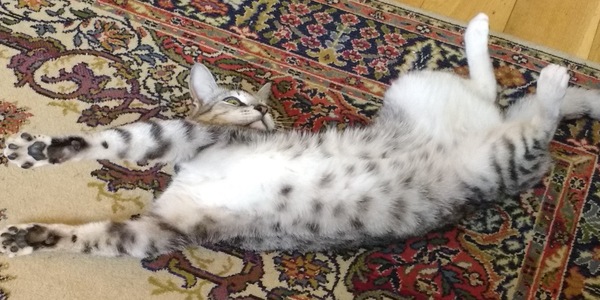 Puccini the Opera singing cat
