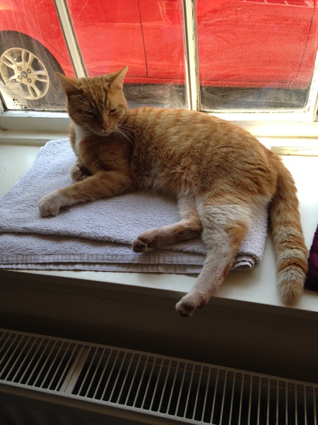 Cat gone missing