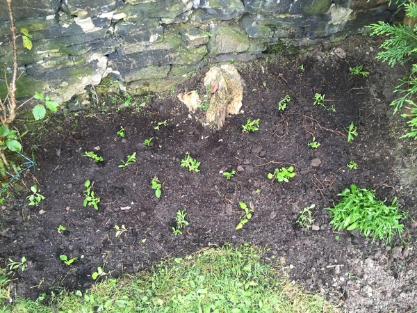 I have just planted some seedlings into my flower bed. Are they going to be ok