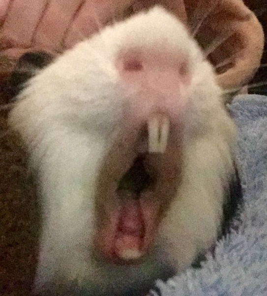 There are lots of new piggies on Small Pets- Welcome :)