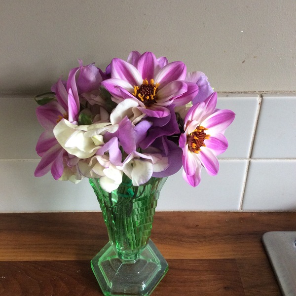 Advice on cut flower garden