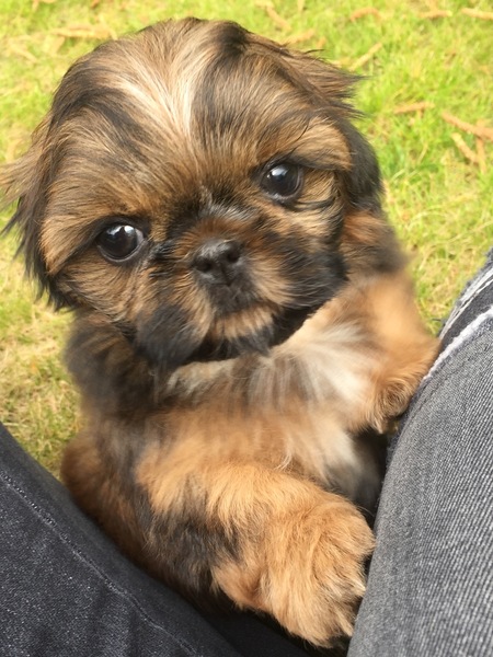 Wanna see a puppy?!