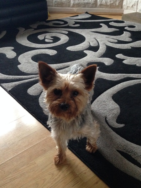 Sooo we are getting a temporary dog today