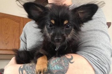 What mix is my mutt?