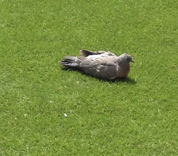 To think fake grass is not tacky