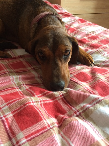 can anyone empathise having a dog that isn't the dog you thought you'd have?