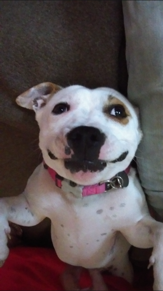 Key reasons for getting a dog - share them here - chance to WIN £300 NOW CLOSED
