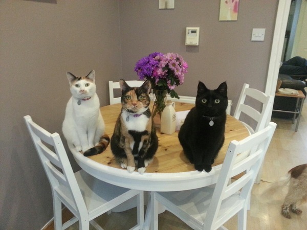 the paw - pictures