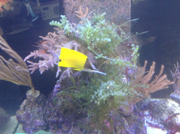 Anyone want to share aqaurium pics?