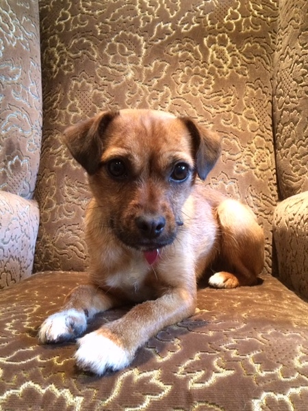 What mix is my mutt?