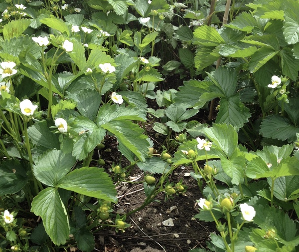 Allotment/Veg Patch Thread 5 - The Diggers Rest !