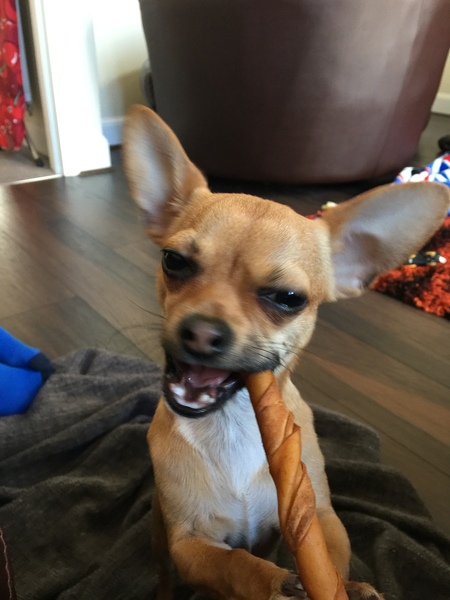 Owning a smaller dog.