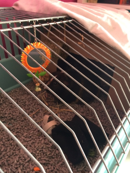 Tell me everything you know about Guinea pigs.