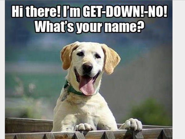 I'm getting a puppy!!