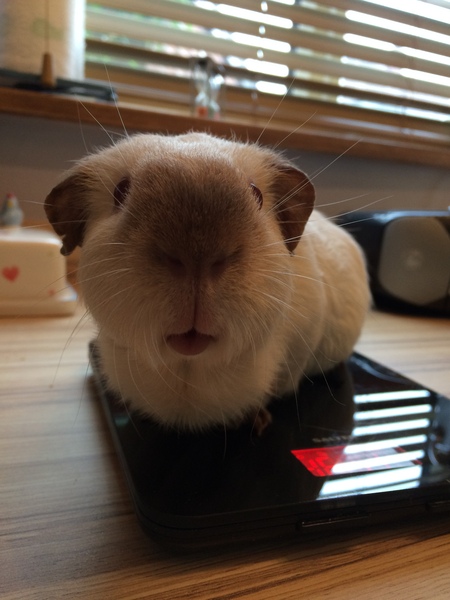 Tell me everything you know about Guinea pigs.