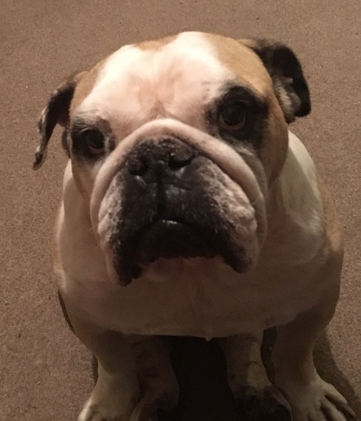 Does your dog attract attention?