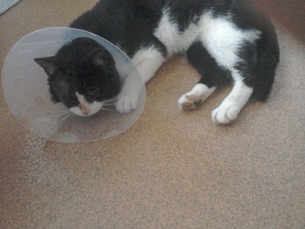 Cat needs eye removal :-(