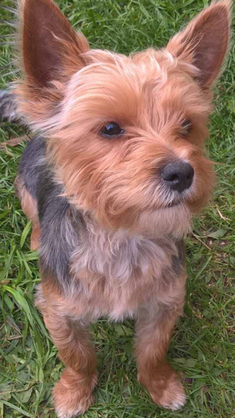 We're picking up a rescue tomorrow! Yes I have pics!