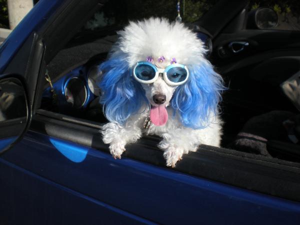 help with dog dye? I think we've been lied to