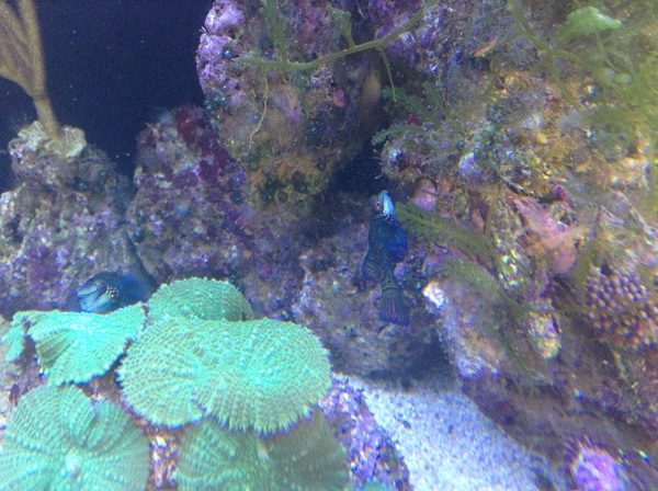 Anyone want to share aqaurium pics?