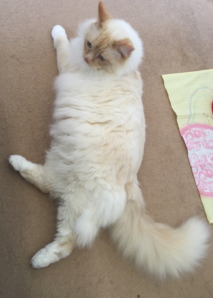 The frugaleers jovially jostle their way into June July and joyfulness