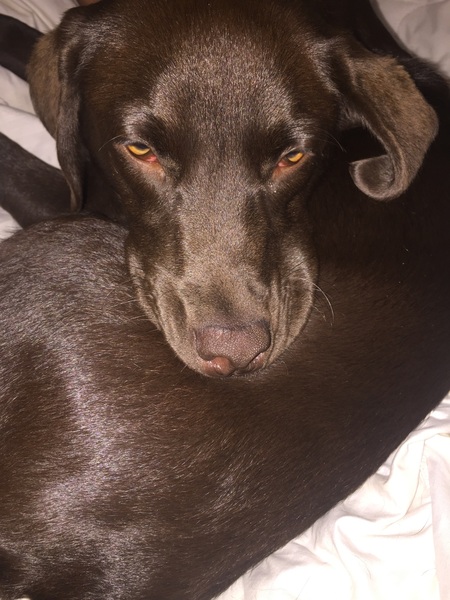 AIBU to make DP come home and sort his --our-- dog (kind of light hearted)