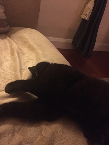 Keeping cat in integral garage overnight