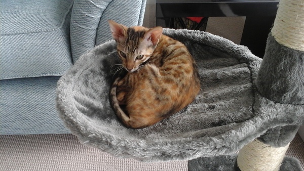 my beautiful little tiggy