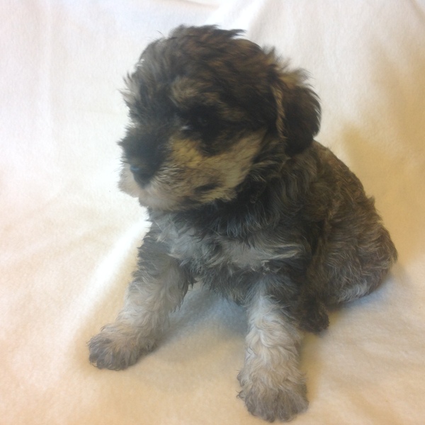 Going to meet this puppy (pic included) tomorrow - eek! I can't sleep!