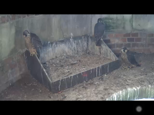 Had a lovely 30 minutes watching the birds in the front garden