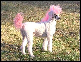 help with dog dye? I think we've been lied to