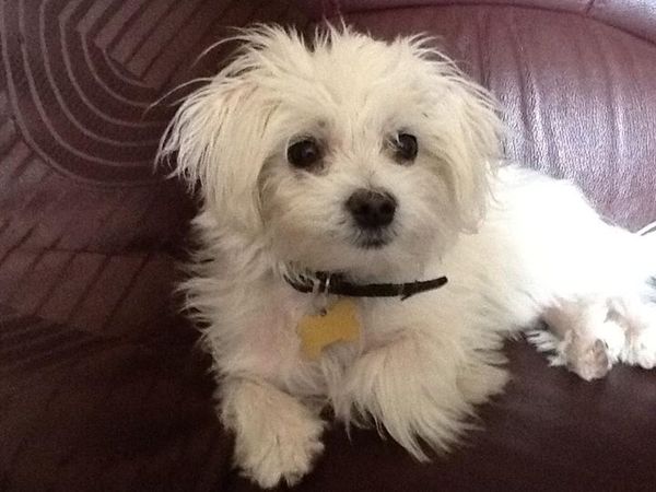Key reasons for getting a dog - share them here - chance to WIN £300 NOW CLOSED