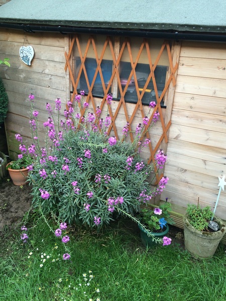 Please help me identify this plant...