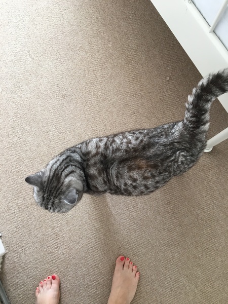 Russian Blue going bronze - anyone know why?