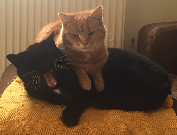 This isn't what I ordered!
