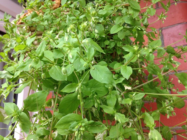 Green fingered types.....what's this?