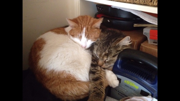My lovely cat was killed last night (title amended by MNHQ)