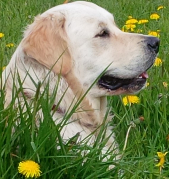 How much do you interact with your dog?